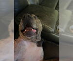 Small #9 American Pit Bull Terrier Mix