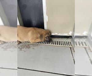 American Pit Bull Terrier-Unknown Mix Dogs for adoption in Sugar Land, TX, USA