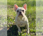 Small #1 French Bulldog