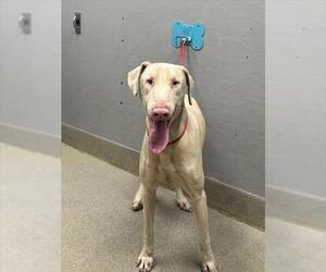 Doberman Pinscher-Unknown Mix Dogs for adoption in Las Vegas, NV, USA