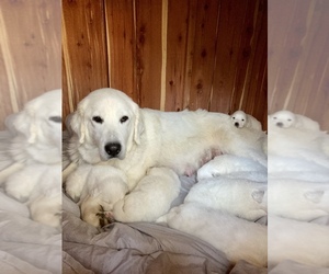 Mother of the Great Pyrenees puppies born on 04/10/2023