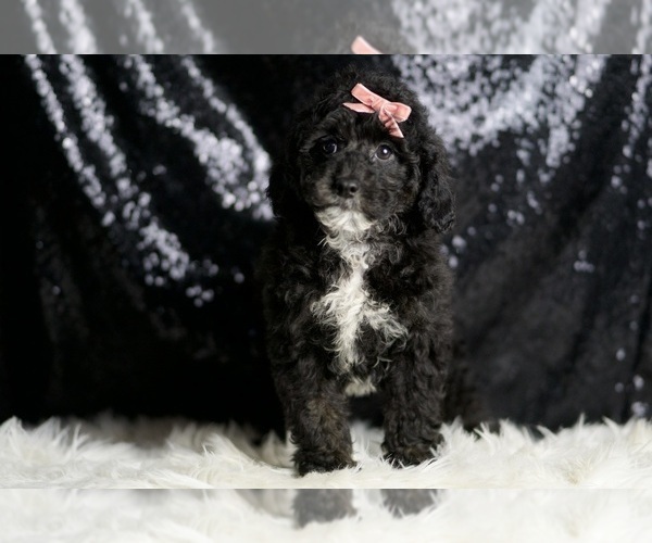 Medium Photo #3 Goldendoodle (Miniature) Puppy For Sale in WARSAW, IN, USA