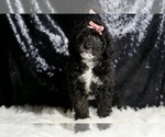 Small #2 Goldendoodle (Miniature)