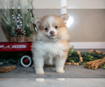 Small Photo #6 Pom-A-Poo Puppy For Sale in NAPPANEE, IN, USA