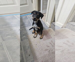 Labrador Retriever-Unknown Mix Dogs for adoption in Mt. Laurel, NJ, USA