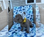 Small #1 French Bulldog