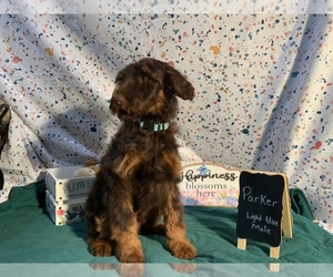 Labradoodle Puppy for sale in OWENTON, KY, USA
