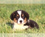 Small #2 Pembroke Welsh Corgi