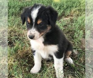 Australian Shepherd Puppy for sale in HAVEN, KS, USA