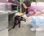Small #6 Carolina Dog-Labrador Retriever Mix
