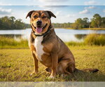Small Black Mouth Cur Mix