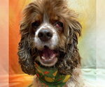 Hazel - Female Cocker Spaniel Dog for Adoption - Small photo