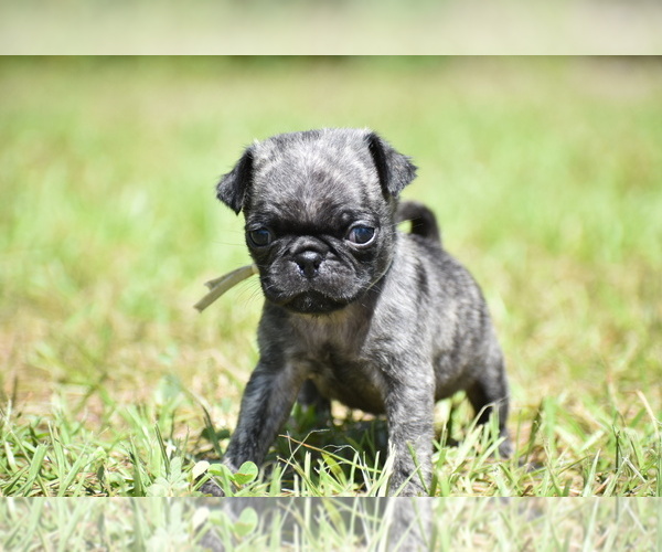 Medium Photo #5 Pug Puppy For Sale in PALM COAST, FL, USA