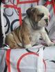 Small Photo #1 Bulldog Puppy For Sale in REVERE, MA, USA