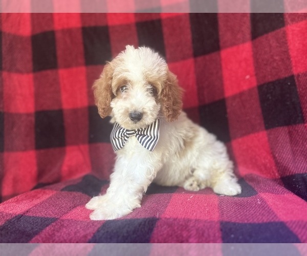 Medium Photo #7 Cavapoo Puppy For Sale in LAKELAND, FL, USA