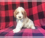 Small #6 Cavapoo