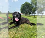 Small #1 Labrador Retriever