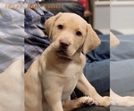 Small Photo #17 Labrador Retriever Puppy For Sale in POCAHONTAS, IL, USA