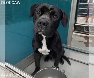Mutt Dogs for adoption in Oklahoma City, OK, USA