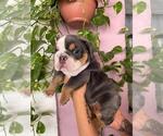 Small English Bulldog