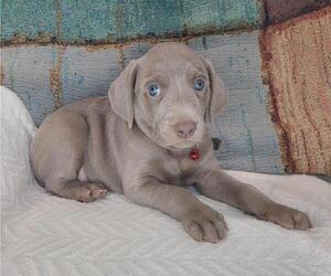 Weimaraner Dog for Adoption in LEWISBURG, Kentucky USA
