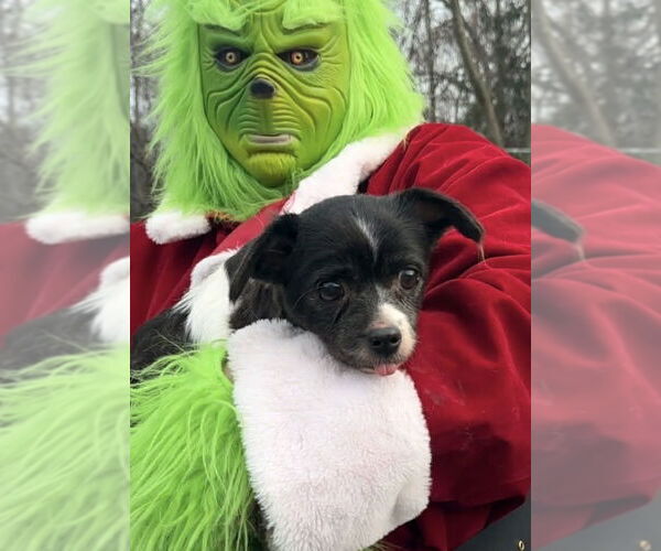 Medium Photo #3 Mutt Puppy For Sale in Thomasville, NC, USA