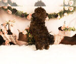 Small Photo #6 ShihPoo Puppy For Sale in WARSAW, IN, USA