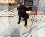 Small #5 American Staffordshire Terrier Mix