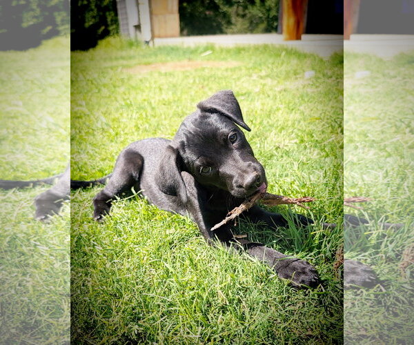 Medium Photo #3 Labrador Retriever-Unknown Mix Puppy For Sale in Fort Worth, TX, USA