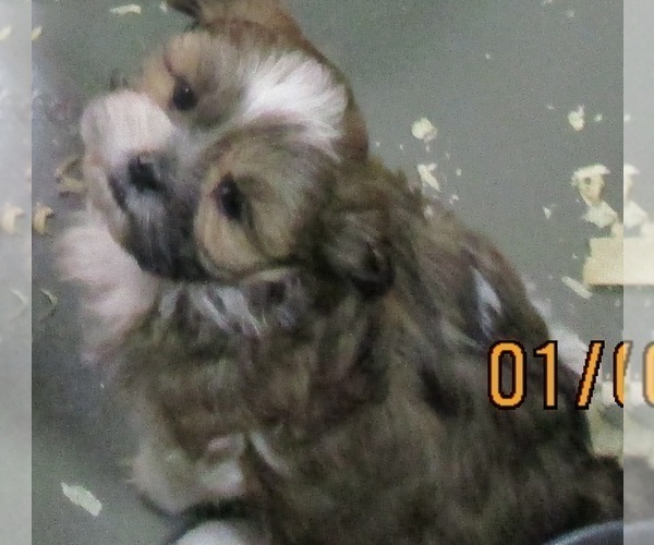 Medium Photo #17 Shih Tzu Puppy For Sale in CARROLLTON, GA, USA