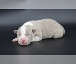 Small American Bully