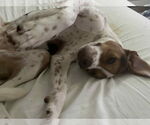 Small #4 Beagle Mix