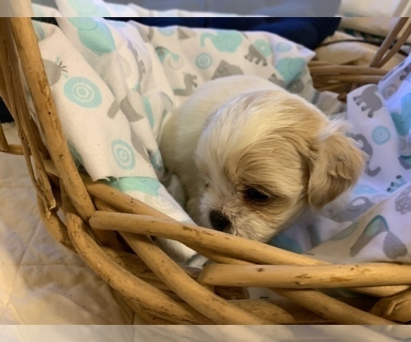 Medium Photo #7 ShihPoo Puppy For Sale in WETUMPKA, AL, USA