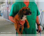 Small Plott Hound Mix