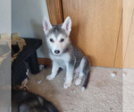 Small #4 Gerberian Shepsky