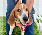 Small Treeing Walker Coonhound Mix