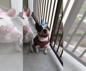 Father of the Boston Terrier puppies born on 05/21/2019