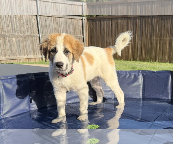 Medium Photo #4 Great Pyrenees-Unknown Mix Puppy For Sale in Dallas, TX, USA