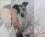 Small #1 Rat Terrier Mix