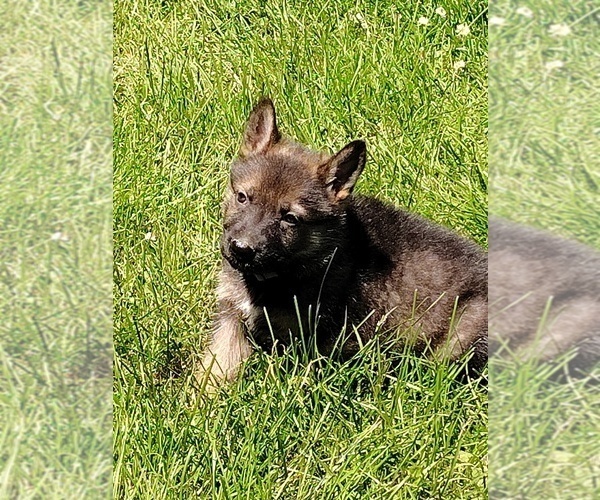 Medium Photo #12 German Shepherd Dog Puppy For Sale in BEAVER FALLS, PA, USA