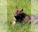 Small #11 German Shepherd Dog