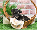 Small #6 Schnauzer (Miniature)