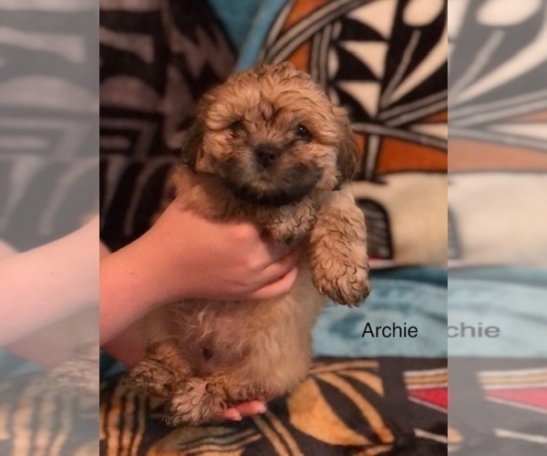 Medium Photo #2 Shih Tzu Puppy For Sale in SCOTTSDALE, AZ, USA