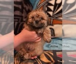 Small Photo #2 Shih Tzu Puppy For Sale in SCOTTSDALE, AZ, USA