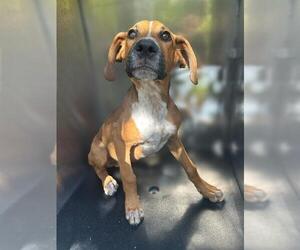 Plott Hound-Unknown Mix Dogs for adoption in San Antonio, TX, USA