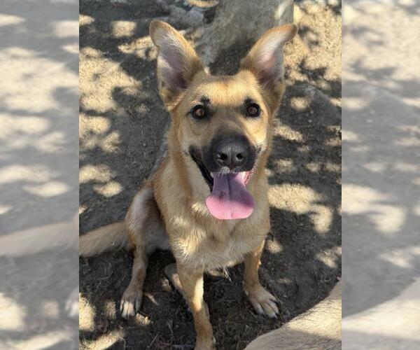 Medium Photo #3 German Shepherd Dog-Unknown Mix Puppy For Sale in Riverside, CA, USA