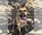 Small Photo #3 German Shepherd Dog-Unknown Mix Puppy For Sale in Riverside, CA, USA