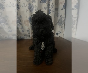 Cockapoo Puppy for sale in DURHAM, CT, USA
