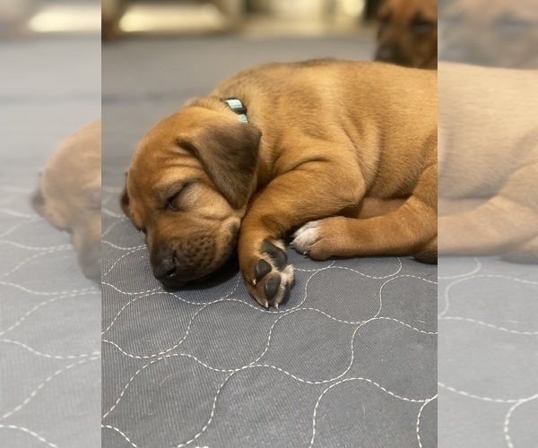 Medium Photo #5 Rhodesian Ridgeback Puppy For Sale in KELLER, TX, USA