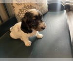 Small Photo #2 Dachshund Puppy For Sale in LOGANVILLE, GA, USA